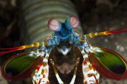 Fangschrecken-Schmetterkrebs, Odontodactylus scyllarus, Ambon, Molukken, Indonesien