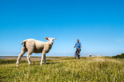 Radfahrer und Schafe auf dem Deich, Westermarkelsdorf, Fehmarn, Ostsee, Schleswig-Holstein, Deutschland