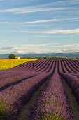 Sonnenblumenfeld, Sonnenblumen, Lavendelfeld, Lavendel, lat. Lavendula angustifolia, Haus, Hochebene von Valensole, Plateau de Valensole, b. Valensole, Alpes-de-Haute-Provence, Provence, Frankreich, Europa