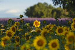 Sonnenblumenfeld, Sonnenblumen, Lavendelfeld, Lavendel, Hochebene von Valensole, Plateau de Valensole, b. Valensole, Alpes-de-Haute-Provence, Provence, Frankreich, Europa