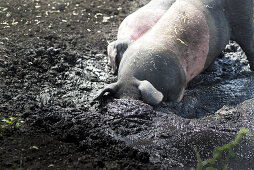 Weideschweine in artgerechter Haltung suhlen sich im Schlamm auf einer Weide. Die Rasse nennt sich  Schwäbisch-Hällisches Landschwein. Germering, Bayern, Deutschland