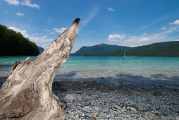 Root on the shore of lake Walchensee overlooking Jochberg, Walchensee, Bavaria, Germany