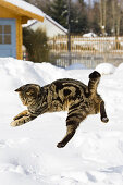 cat jumping in snow, domestic cat, male, Germany
