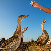 Mallard females beeing fed, Anas platyrhynchos, Germany