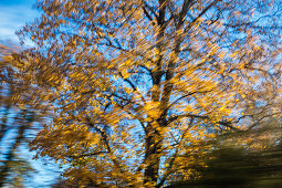 Bewegter Baum, Herbststimmung abstrakt, Oberbayern, Deutschland, Europa