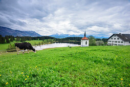 Cow standing near chapel with farmhouse above lake with view towards Tannheim Mountains, lake Forggensee, Ammergau Alps, Allgaeu, Swabia, Bavaria, Germany