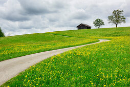 Street leading through meadow with flowers towards hay shed, Allgaeu, Swabia, Bavaria, Germany
