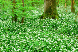 Wild garlic in blossom in forest, Allium ursinum, Upper Bavaria, Bavaria, Germany