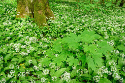 Wild garlic in blossom in forest, Allium ursinum, Upper Bavaria, Bavaria, Germany