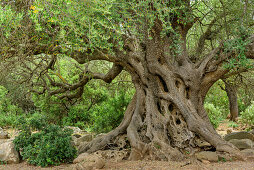 Holm oak, National Park of the Bay of Orosei and Gennargentu, Sardinia, Italy