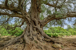 Holm oak, National Park of the Bay of Orosei and Gennargentu, Sardinia, Italy