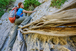 Frau klettert über Wacholderäste, Selvaggio Blu, Nationalpark Golfo di Orosei e del Gennargentu, Sardinien, Italien