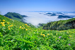 Meadow with globeflowers, Allgaeu Alps and valley fog in background, Hochgrat, Nagelfluh range, Allgaeu Alps, Allgaeu, Svabia, Bavaria, Germany