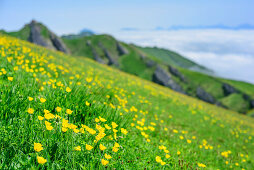 Blumenwiese mit Rindalphorn im Hintergrund, Rindalphorn, Nagelfluhkette, Allgäuer Alpen, Allgäu, Schwaben, Bayern, Deutschland