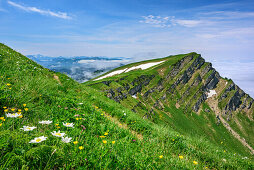 Meadow with flowers at Rindalphorn, Nagelfluh range, Allgaeu Alps, Allgaeu, Svabia, Bavaria, Germany