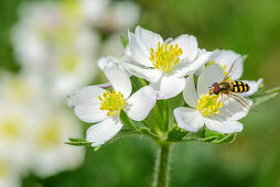 White Narcissus-flowered anemone, Anemone narcissiflora, Nagelfluh range, Allgaeu Alps, Allgaeu, Svabia, Bavaria, Germany