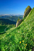 Meadow with flowers and molasse conglomerat, Gottesackerwaende and Hoher Ifen in background, Siplingerkopf, valley of Balderschwang, Allgaeu Alps, Allgaeu, Svabia, Bavaria, Germany