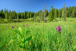 Meadow with pink orchis, Piesenkopf, valley of Balderschwang, Allgaeu Alps, Allgaeu, Svabia, Bavaria, Germany