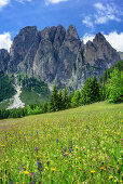 Meadow with flowers with tors of Rosengarten range, valley of Vajolet, Rosengarten range, UNESCO world heritage Dolomites, Dolomites, Trentino, Italy