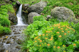 River with king's crown in foreground, Rhodiola rosea, valley of Fassa, Rosengarten, UNESCO world heritage Dolomites, Dolomites, Trentino, Italy