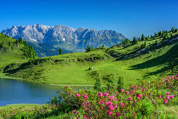 Alpine roses in front of mountain lake with view to Berchtesgade, Ankogel Group, Tauern, Salzburg, Austria