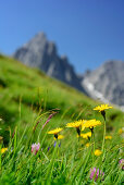 Blumenwiese mit Bergen unscharf im Hintergrund, Lechtaler Alpen, Tirol, Österreich