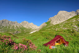 Zelt steht in Wiese mit Alpenrosen, Steinkarspitze im Hintergrund, Lechtaler Alpen, Tirol, Österreich