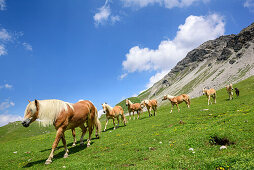 Horses on alpine meadow, Lechtal Alps, Tyrol, Austria