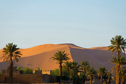 Sanddünen und Palmen, bei Merzouga, Erg Chebbi, Sahara, Marokko, Afrika
