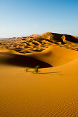 Sanddünen bei Merzouga, Erg Chebbi, Sahara, Marokko, Afrika