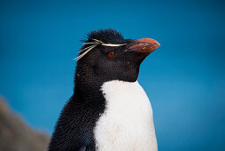 Südlicher Rockhopper-Pinguin (Eudyptes chrysocome), New Island, Falklandinseln, Britisches Überseegebiet, Südamerika