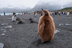 Young king penguin (Aptenodytes patagonicus) on beach, Gold Harbour, South Georgia Island, Antarctica