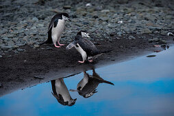 Two chinstrap penguins (Pygoscelis antarctica) admire their reflection in a shallow pool of freshwater, Aitcho Island, South Shetland Islands, Antarctica