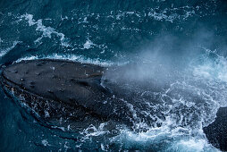Spouting humpback whale (Megaptera novaeangliae), near Shag Rocks, South Atlantic Ocean between Falkland Islands and South Georgia Island, Antarctica