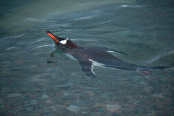 Schwimmender Eselspinguin (Pygoscelis papua), Neko Harbour, Grahamland, Antarktis