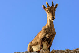 Steinbock, Capra ibex, La Tournette, Hochsavoyen, Frankreich