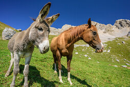 Donkey and horse standing next to each other on meadow, Dolomites, UNESCO World Heritage Dolomites, Trentino, Italy