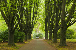 Hainbuchenallee, Dortmund, Nordrhein-Westfalen, Deutschland