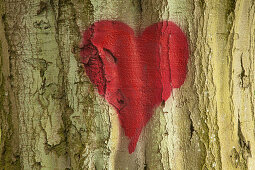 Painted heart at the bark of a beech, Ruegen island, Mecklenburg-West Pomerania, Germany