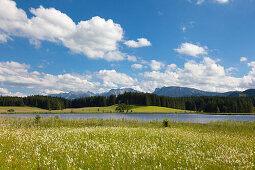 Cotton grass, view over Attlesee near Nesselwang to Tannheimer mountains, Allgaeu, Bavaria, Germany