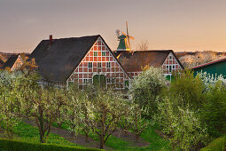 Blühende Obstbäume vor reetgedeckten Fachwerkhäusern und Windmühle, bei Twielenfleth, Altes Land, Niedersachsen, Deutschland