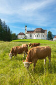 Grasende Kühe vor der Wieskirche, Steingaden, Pfaffenwinkel, Bayern, Deutschland