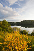 Gorse at Weinfelder Maar (Totenmaar), near Daun, Eifelsteig hiking trail, Vulkaneifel, Eifel, Rhineland-Palatinate, Germany