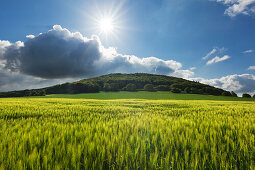 Getreidefeld, bei Mayen, Eifel, Rheinland-Pfalz, Deutschland