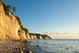 Schwäne vor den Kreidefelsen, Nationalpark Jasmund, Insel Rügen, Ostsee, Mecklenburg-Vorpommern, Deutschland