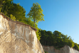 Buche an der Abbruchkante der Kreidefelsen, Nationalpark Jasmund, Insel Rügen, Ostsee, Mecklenburg-Vorpommern, Deutschland