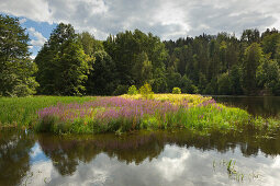 Saale-Ufer am Schloss Burgk, Naturpark Thüringer Schiefergebirge / Obere Saale, Thüringen, Deutschland