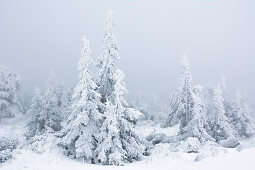Brocken mit verschneiten Tannen, Nadelwald und Blocksteinfeldern im  Winter, Brockenrundweg, Nationalpark Harz, Sachsen-Anhalt, Deutschland