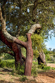 Cork oaks, Alentejo, Portugal