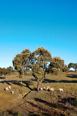 Korkeichen und Schafe bei Evora, Alentejo, Portugal